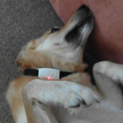 Elektronisk loppehalsbånd