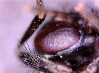 2MP 1-500X Otoskop/Mikroskop - NYHED